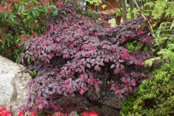 LOROPETALUM chinense