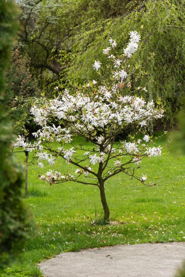 MAGNOLIA stellata