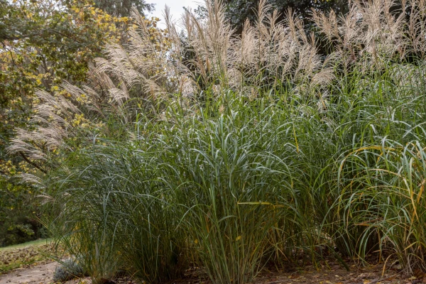 MISCANTHUS sinensis