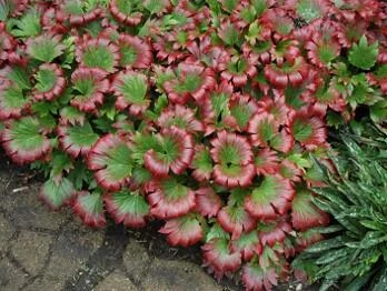 MUKDENIA rossii 'karasuba'
