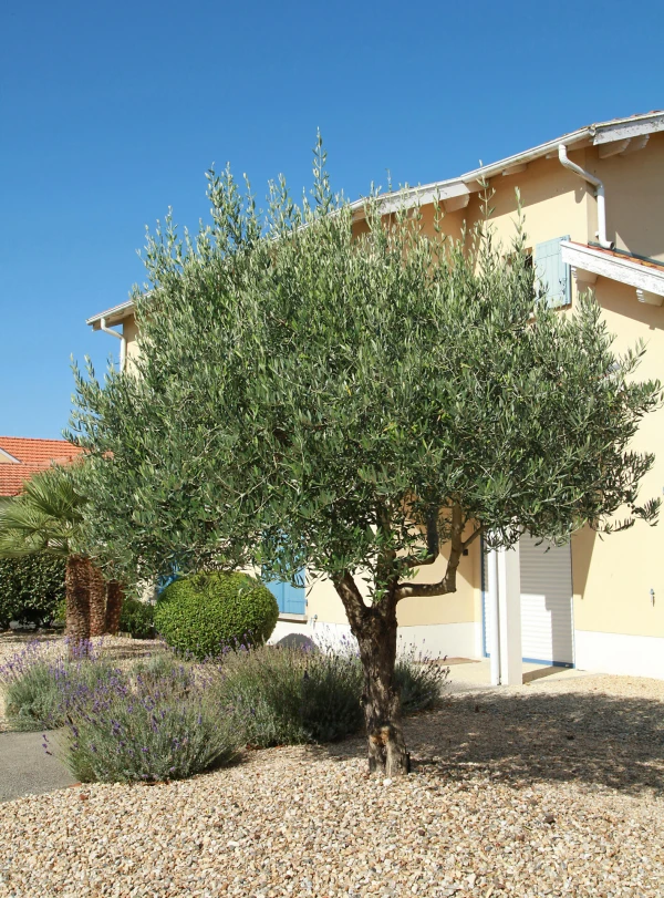 Olea europea