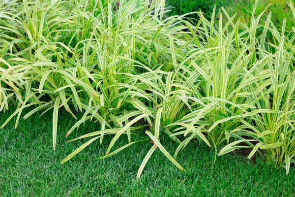 OPHIOPOGON JAPONICUS