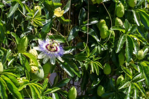 PASSIFLORA caerulea