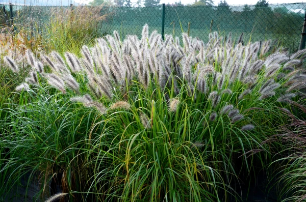 PENNISETUM alopecuroides ‘Hameln’
