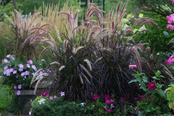 Pennisetum x advena rubrum
