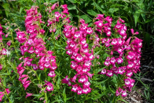 PENSTEMON ‘Southgate Gem’