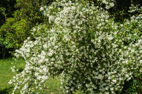 PHILADELPHUS coronarius