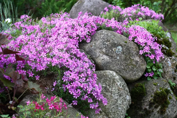 PHLOX subulata