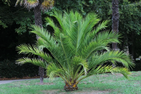 PHOENIX canariensis