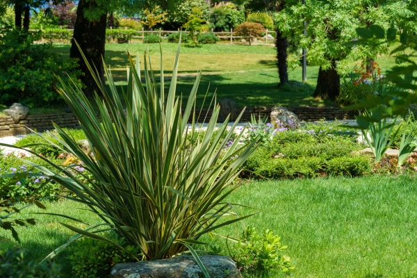PHORMIUM tenax