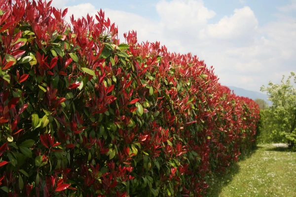 PHOTINIA x fraseri ‘Little Red Robin’