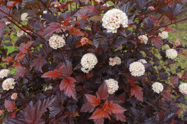 PHYSOCARPUS opulifolius