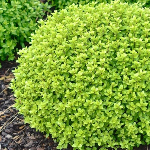 pittosporum tenuifolium 'Midget'