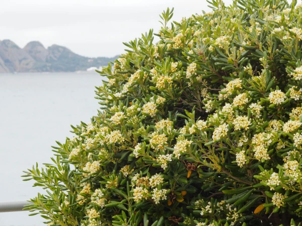 PITTOSPORUM tobira