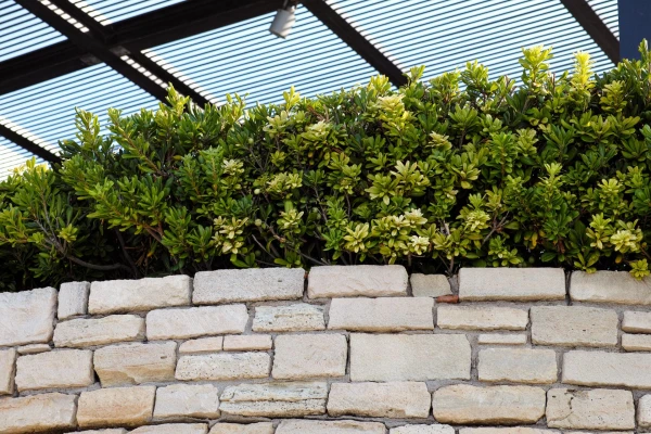 PITTOSPORUM tobira