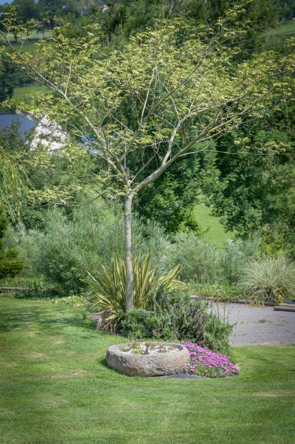 Plantation d'arbres et d'arbustes