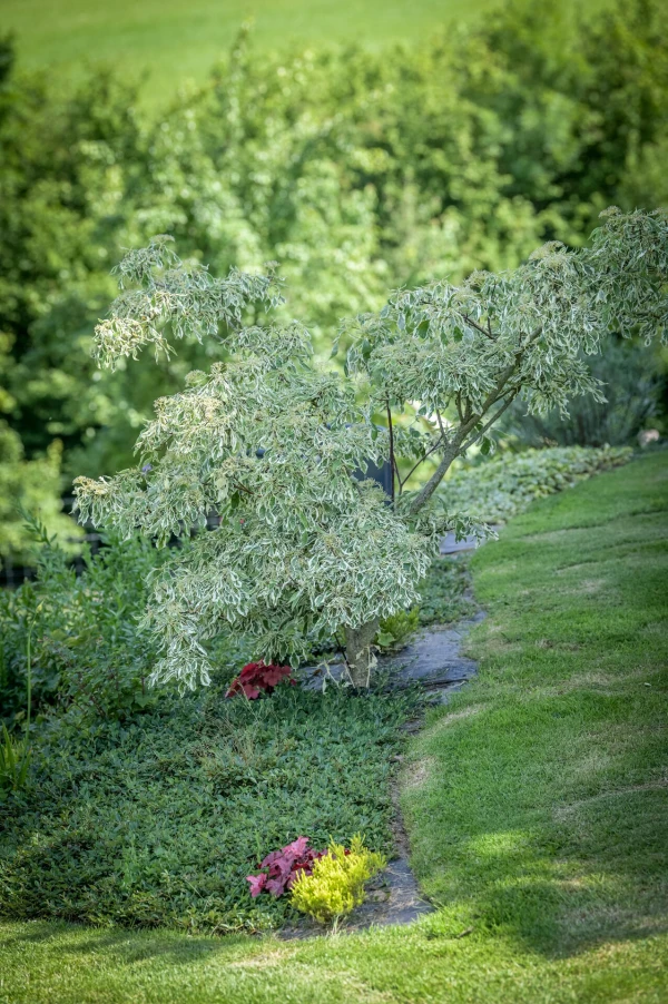 Plantation d'arbres et d'arbustes