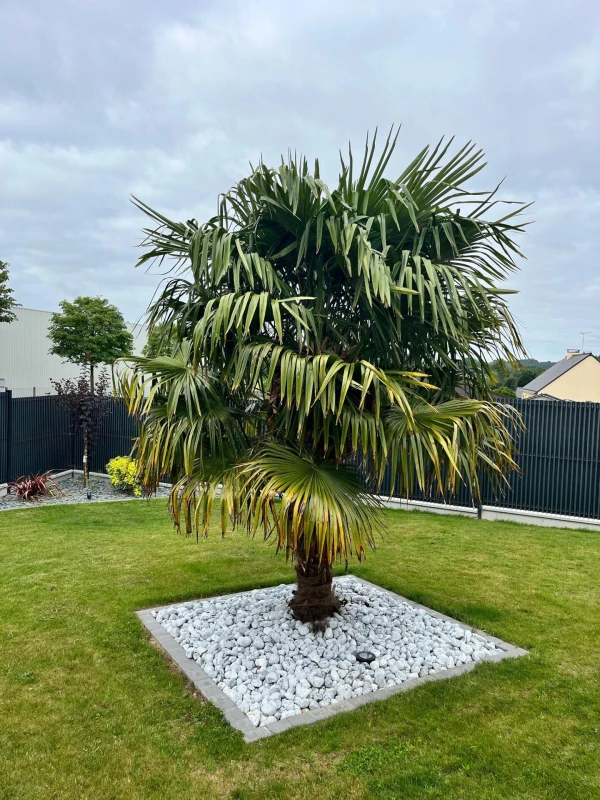 Plantation d'un arbre avec galets