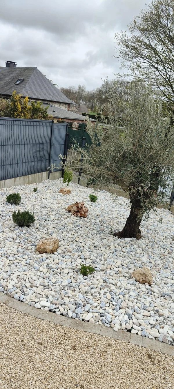 Plantation d'un olivier et galets blancs