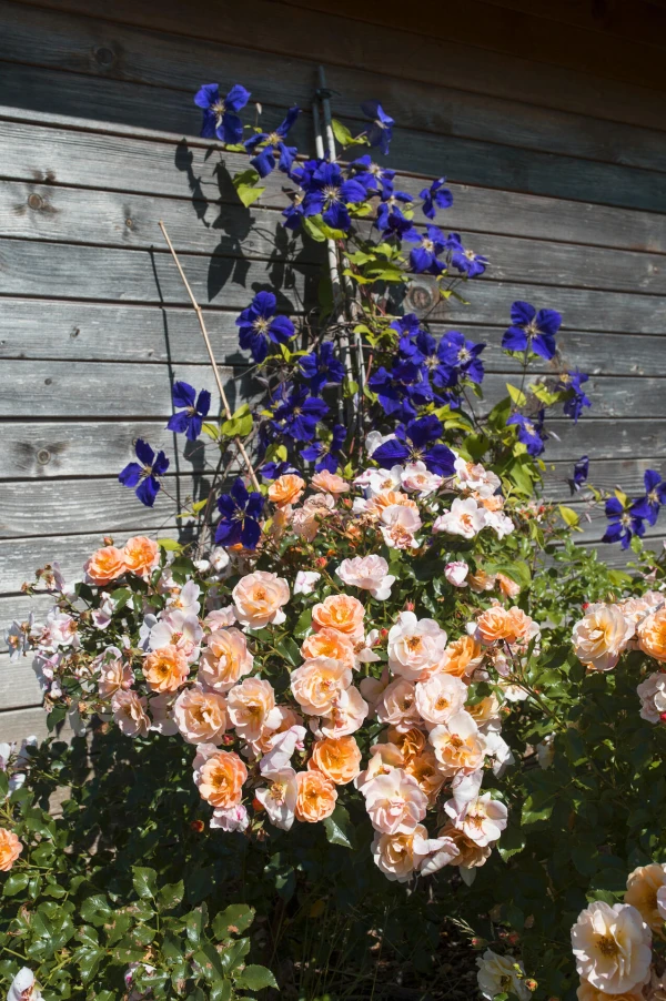 Plantation rosier Calizia
