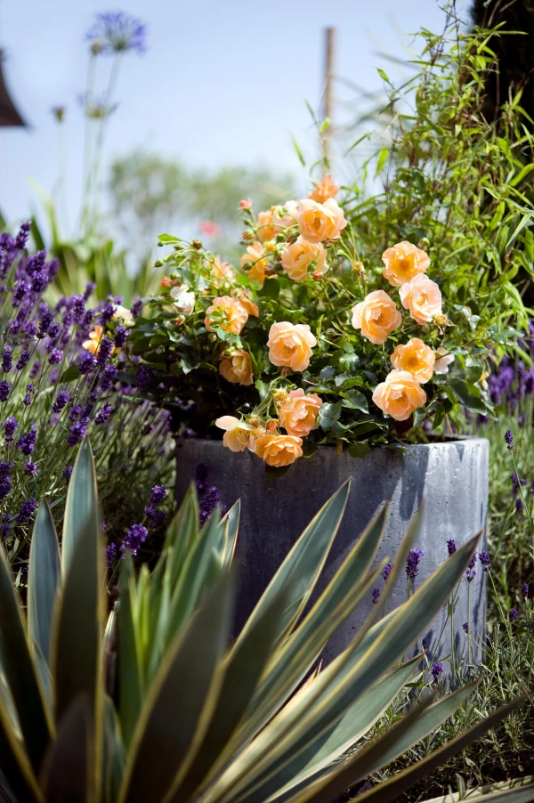 Plantation rosier Calizia en pot