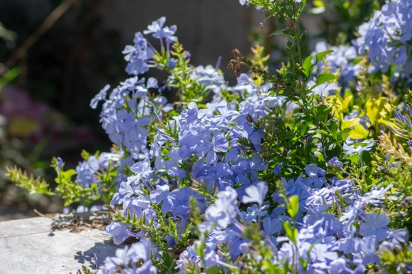 PLUMBAGO auriculata