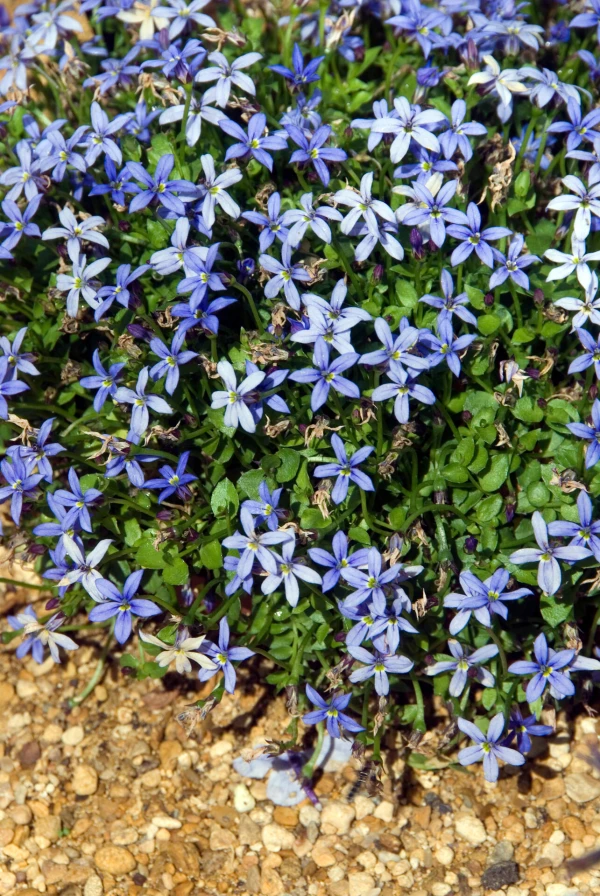 PRATIA pedunculata ‘Alba’