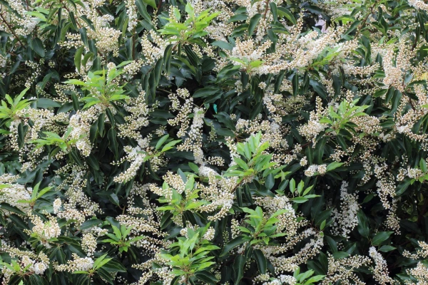 Prunus Lusitanica