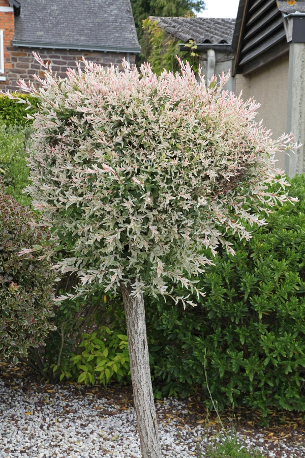 SALIX integra