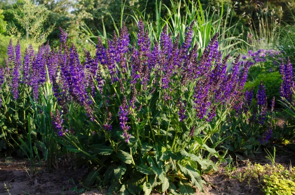 SALVIA nemorosa