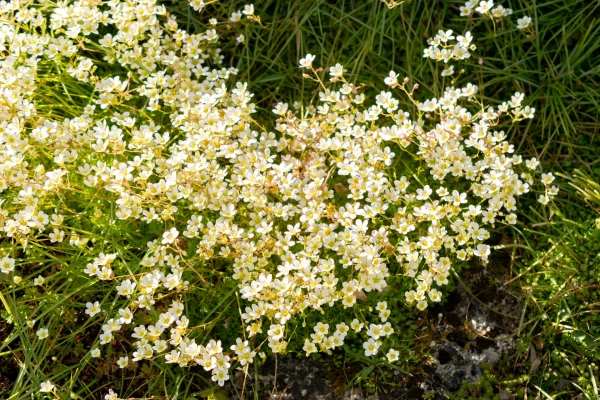 SAXIFRAGA decipiens