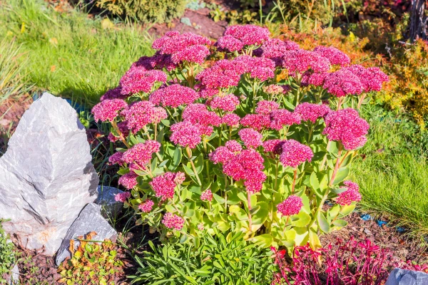 SEDUM ‘Red canyon’
