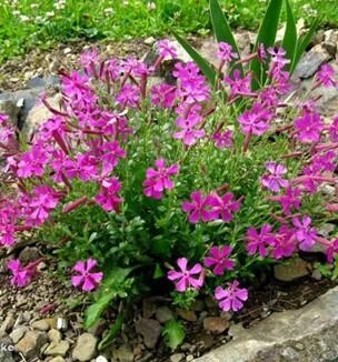 SILENE schafta
