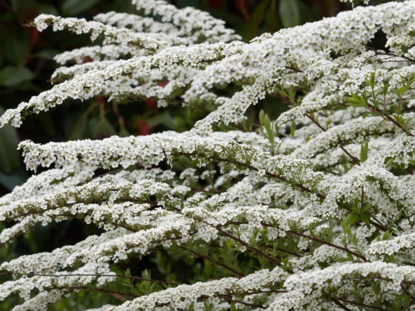 SPIRAEA x arguta
