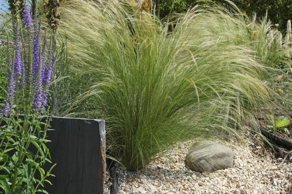 STIPA tenuissima