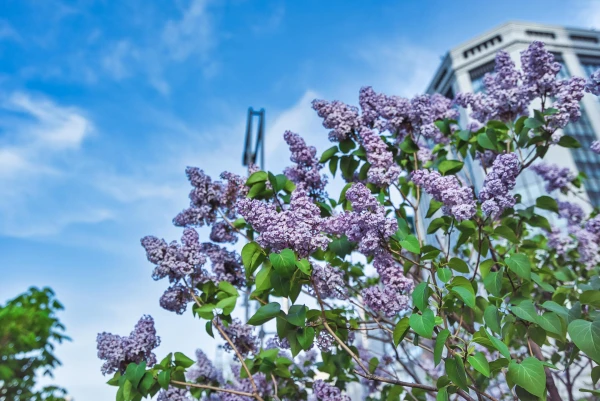 SYRINGA vulgaris Katherine Havemeyer'