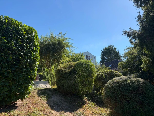Taille d'arbres et d'arbustes