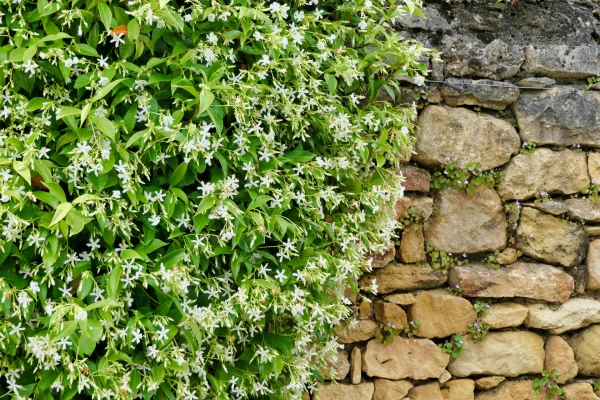 TRACHELOSPERMUM jasminoïdes