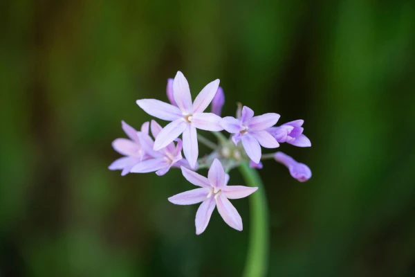 TULBAGHIA violacea