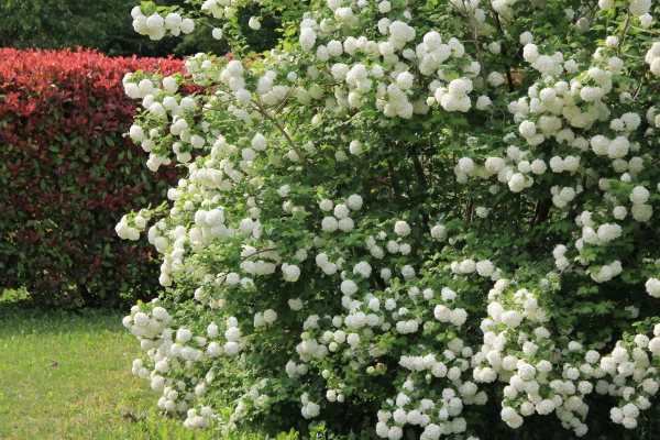 VIBERNUM burkwoodii