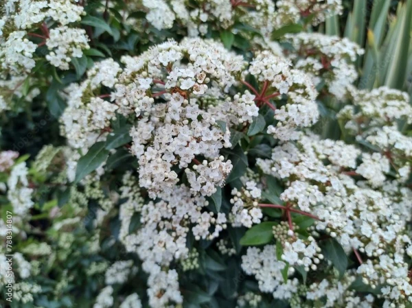 VIBURNUM tinus  ‘Eve Price’