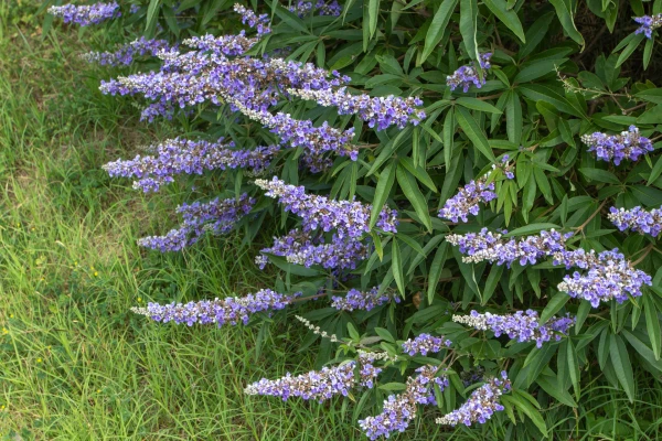 VITEX agnus-castus ‘Latifolia’