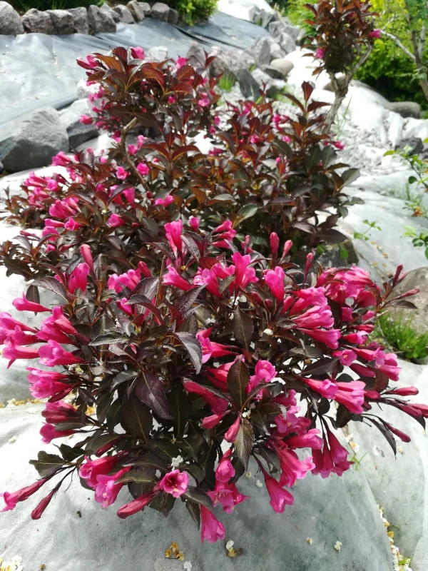 WEIGELA florida ‘Alexandra’